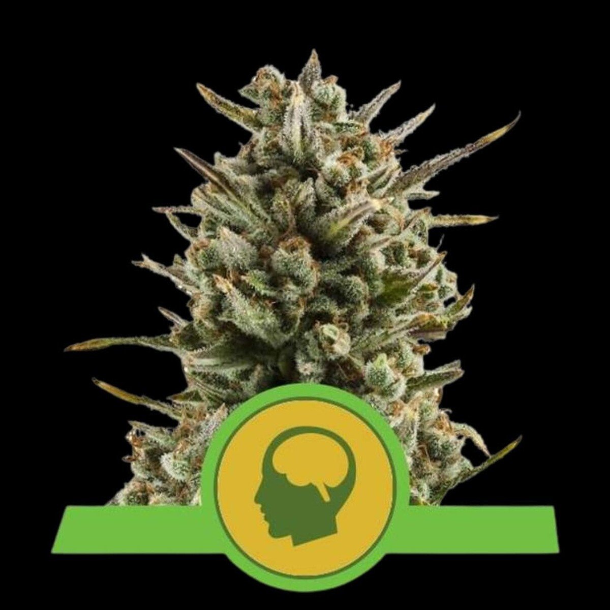 royal-queen-seeds-amnesia-haze-auto Royal Queen Seeds Amnesia Haze Auto