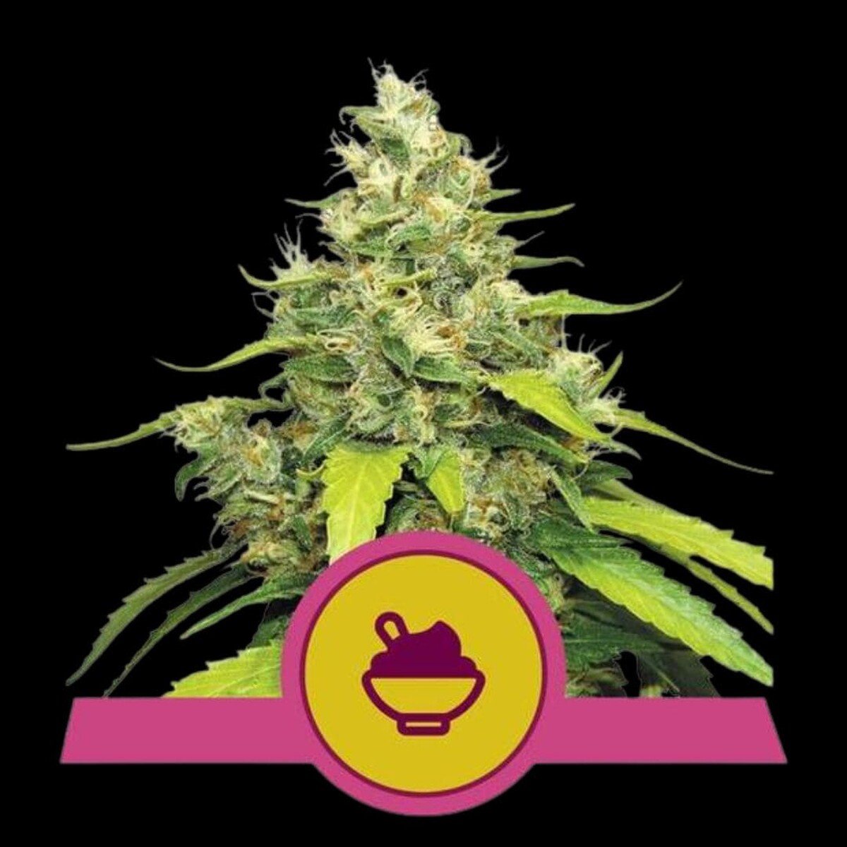 royal-queen-seeds-blue-gelato-usa-premium.jpg Royal Queen Seeds Blue Gelato