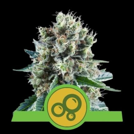 Royal Queen Seeds Bubble Kush Auto