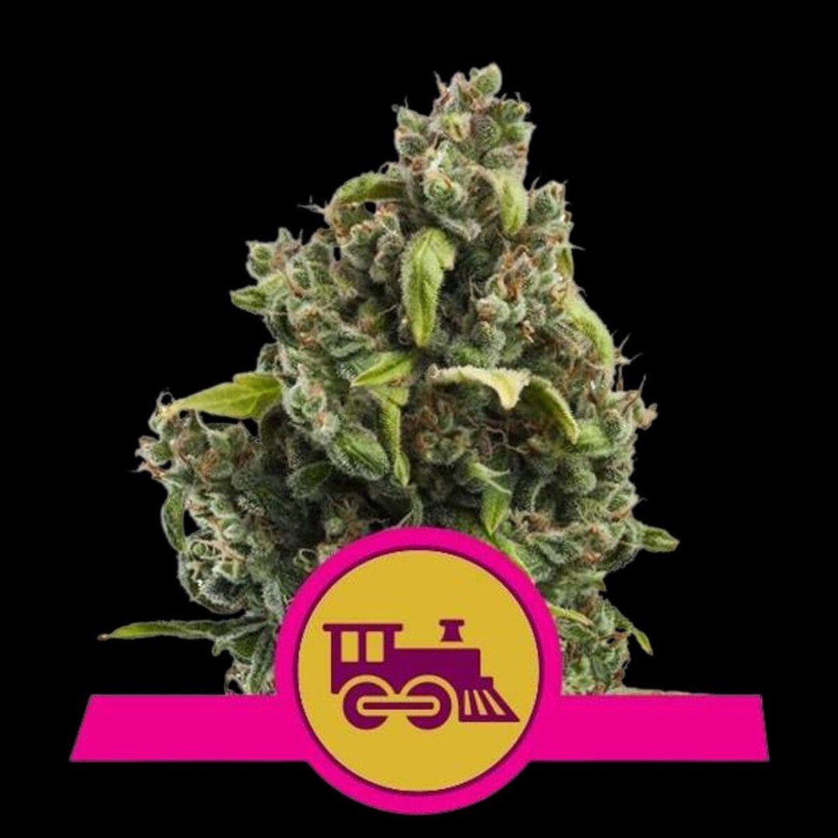 royal-queen-seeds-candy-kush-express-fast Royal Queen Seeds Candy Kush Express