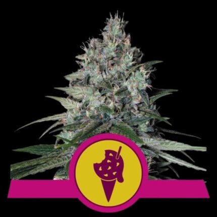 Royal Queen Seeds Cookies Gelato