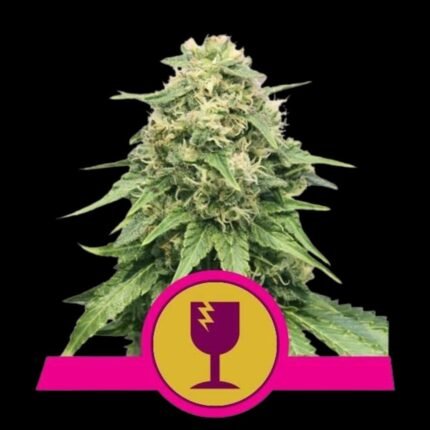 Royal Queen Seeds Critical