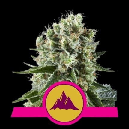 Royal Queen Seeds Critical Kush
