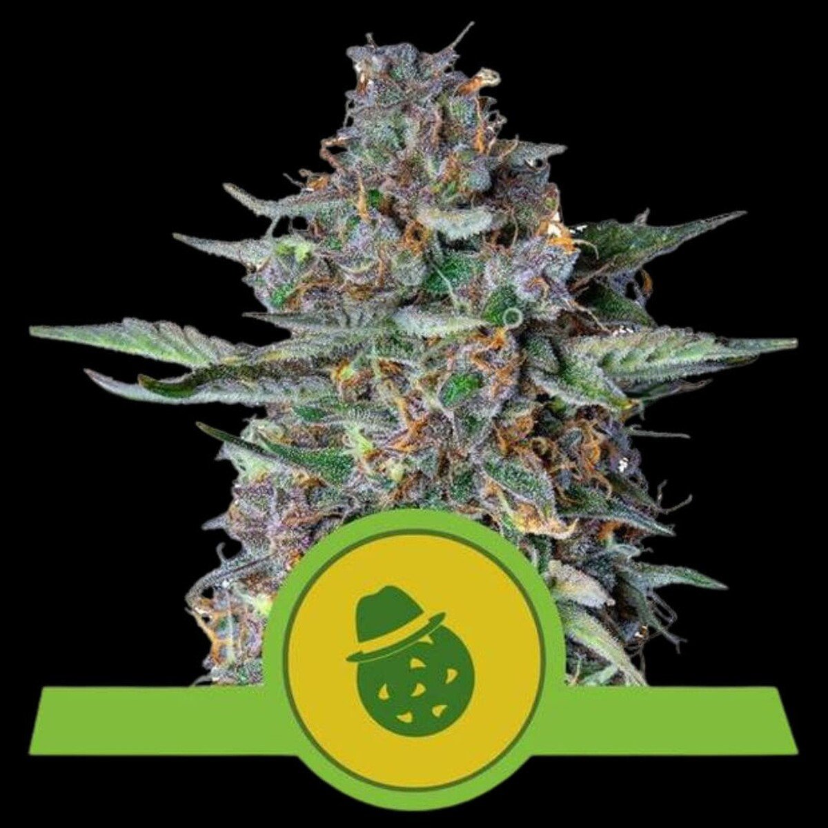 royal-queen-seeds-do-si-dos-auto Royal Queen Seeds Do-Si-Dos Auto