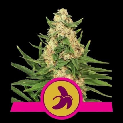 Royal Queen Seeds Fat Banana