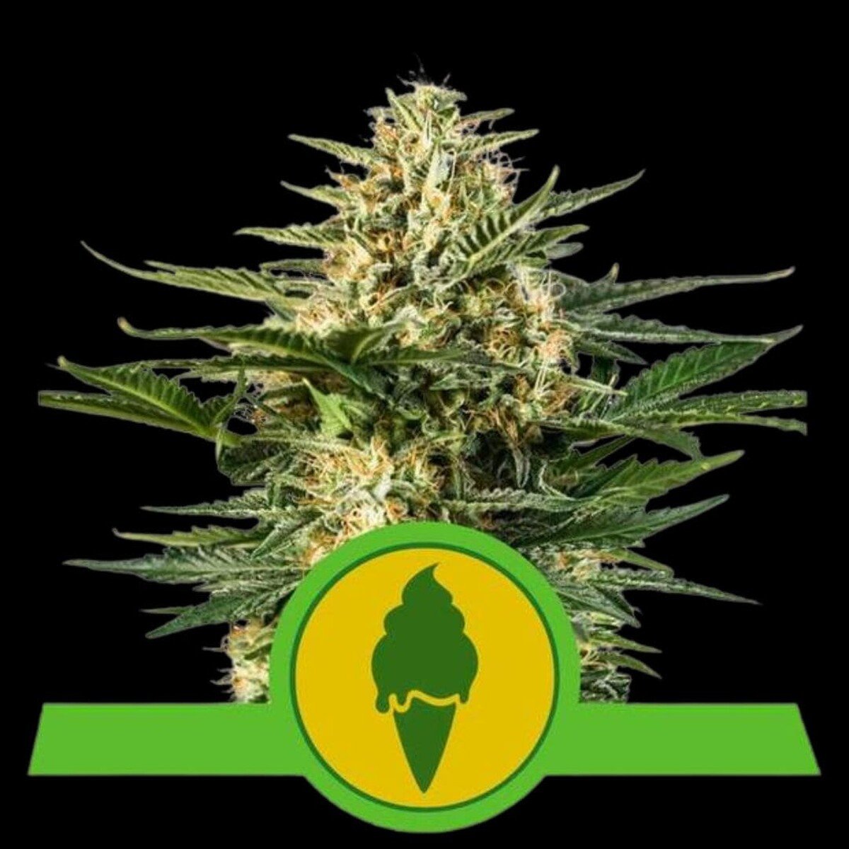 royal-queen-seeds-green-usa-premium-gelato-auto Royal Queen Seeds Green Gelato Auto