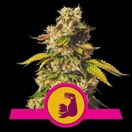 Royal Queen Seeds Hulkberry USA Premium
