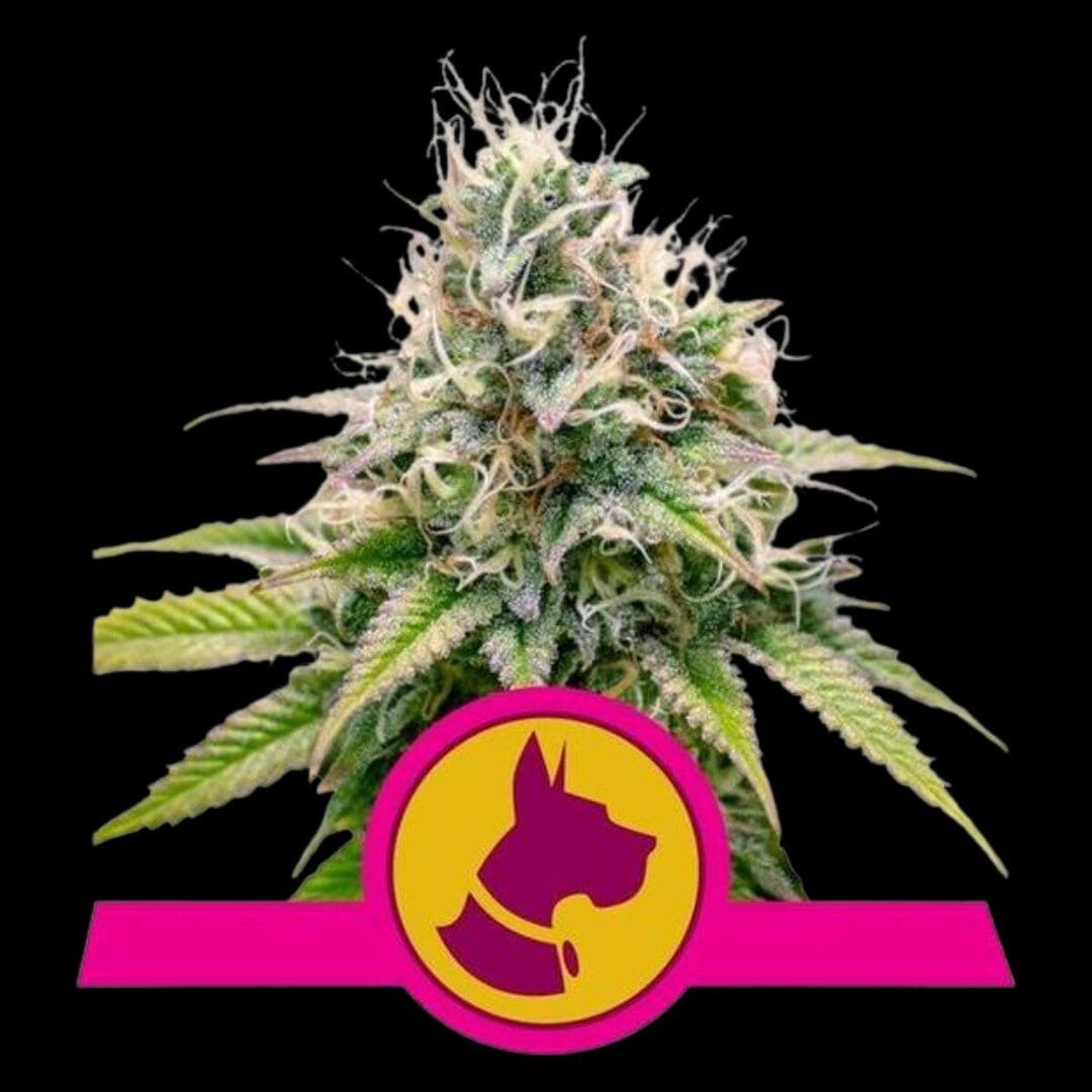 royal-queen-seeds-kali-dog-hanf-samen Royal Queen Seeds Kali Dog Hanfsamen
