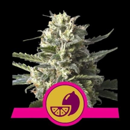 Royal Queen Seeds Lemon Shining Silver Haze