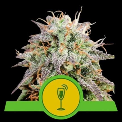 Royal Queen Seeds Mimosa Auto