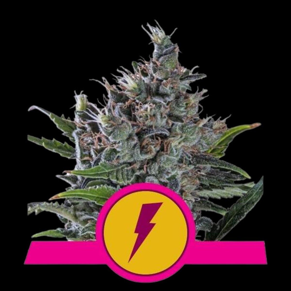 royal-queen-seeds-north-thunderfuck-usa-premium Royal Queen Seeds North Thunderfuck