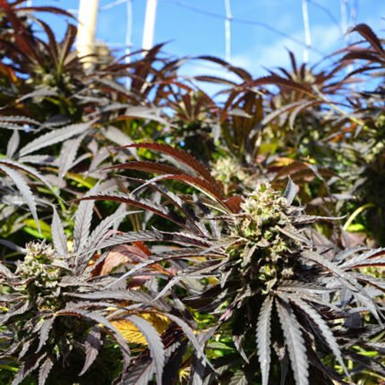 Runtz Fast Flowering - Humboldt Seeds
