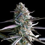 Runtz Fast Flowering - Humboldt Seeds