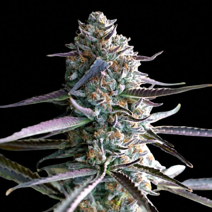 Runtz Fast Flowering - Humboldt Seeds