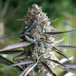 Runtz Fast Flowering - Humboldt Seeds