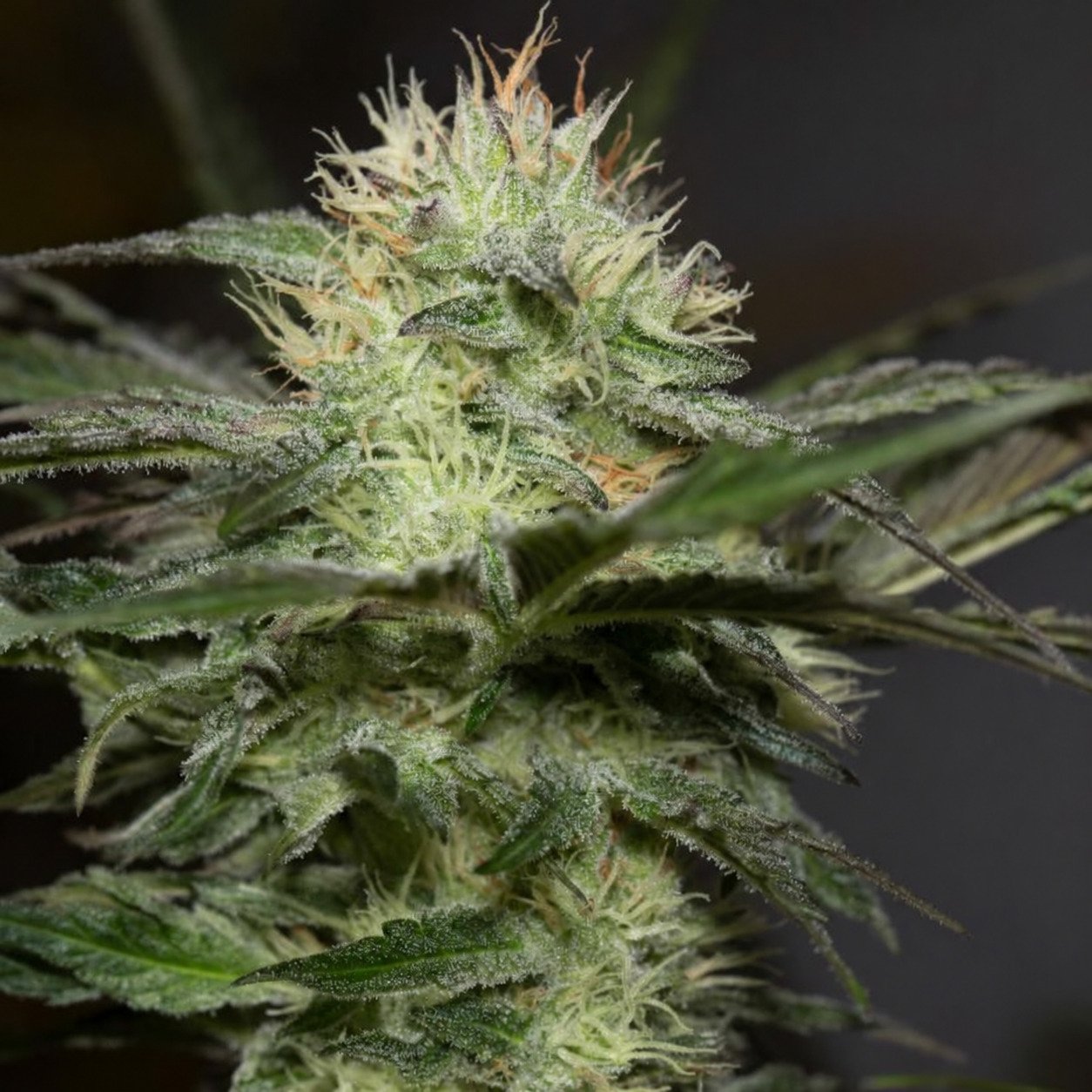 Sapphire OG- Humboldt Seeds Sapphire OG- Humboldt Seeds