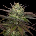 Sapphire OG- Humboldt Seeds