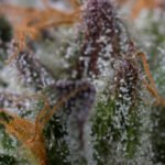 Sapphire OG- Humboldt Seeds