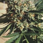 Sapphire OG- Humboldt Seeds