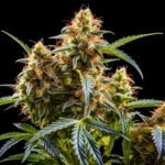 Acapulco Gold Autoflower – Twins Garden Seeds Blütenaufnahme vor schwarzem Hintergrund