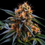 Acapulco Gold Feminisiert – Twins Garden Seeds Blütenaufnahme vor schwarzem Hintergrund