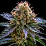 Afghan Skunk – Twins Garden Seeds Blütenaufnahme vor schwarzem Hintergrund
