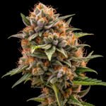 Jack Herer Auto – Twins Garden Seeds Blütenaufnahme vor schwarzem Hintergrund