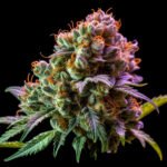 Jack Herer Feminisiert – Twins Garden Seeds Blütenaufnahme vor schwarzem Hintergrund