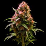 Northern Lights Feminisiert – Twins Garden Seeds Blütenaufnahme vor schwarzem Hintergrund