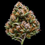OG Kush CBD Samen – Twins Garden Seeds Blütenaufnahme vor schwarzem Hintergrund