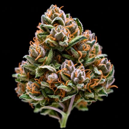 OG Kush CBD Samen – Twins Garden Seeds Blütenaufnahme vor schwarzem Hintergrund