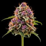 Purple Punch Feminisiert – Twins Garden Seeds Blütenaufnahme vor schwarzem Hintergrund