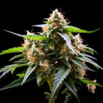 White Widow CBD – Twins Garden Seeds Blütenaufnahme vor schwarzem Hintergrund