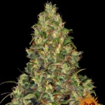 Barneys Farm Amnesia Haze Auto – Samenpackung