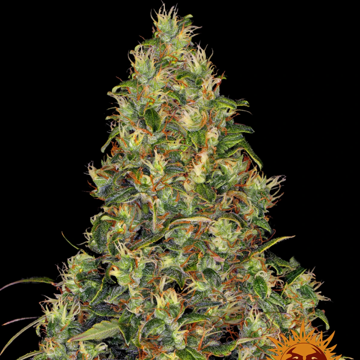 amnesia-haze-autoflowering Barneys Farm Amnesia Haze Auto – Samenpackung