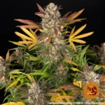 Barneys Farm Amnesia Haze Autoflowering