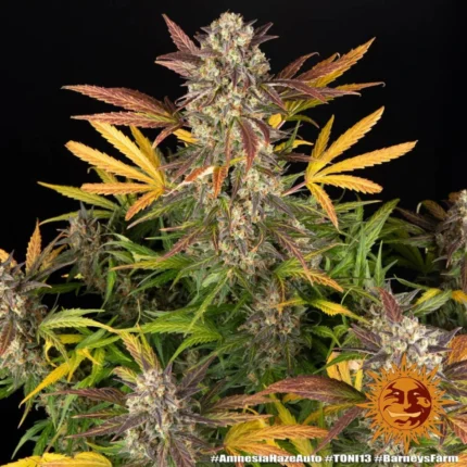 Barneys Farm Amnesia Haze Autoflowering