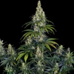 Barneys Farm Amnesia Haze Autoflowering