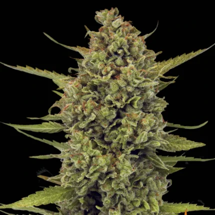 Barneys Farm Acapulco Gold – Samenpackung
