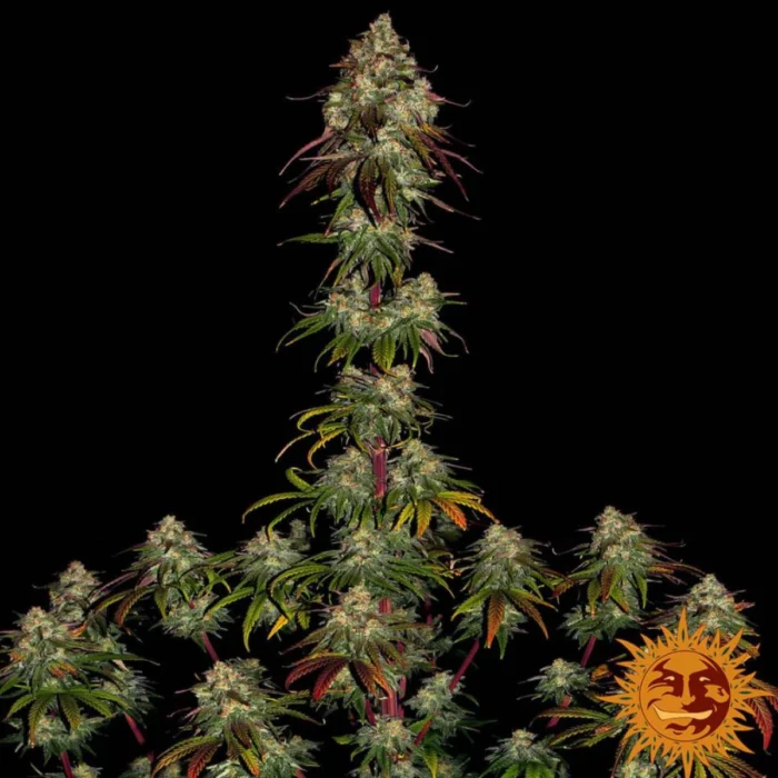 Barneys Farm Amnesia Lemon