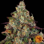 Barneys Farm Amnesia Lemon