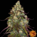 Barneys Farm Amnesia Lemon