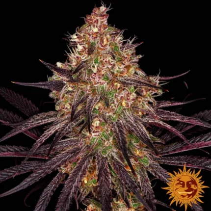 Barneys Farm Ayahuasca Purple – Samenpackung