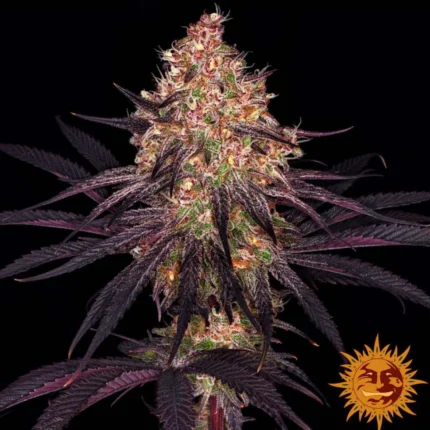 Barneys Farm Ayahuasca Purple