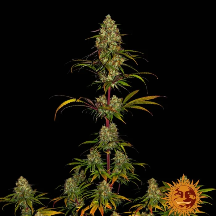 Barneys Farm Liberty Haze
