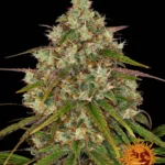 Barneys Farm Liberty Haze