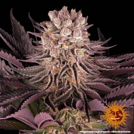 Barneys Farm Mimosa x Orange Punch – Samenpackung