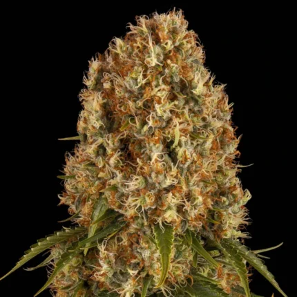 Barneys Farm Orange Sherbert – Samenpackung