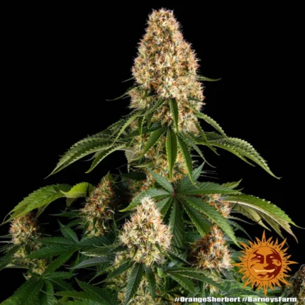 Barneys Farm Orange Sherbert