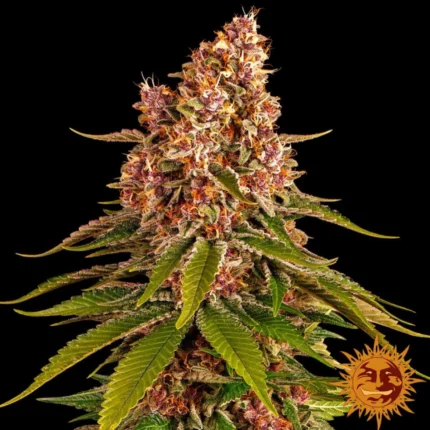 Barneys Farm Pink Kush